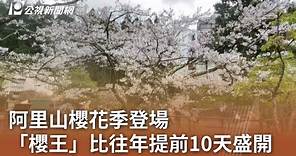 阿里山櫻花季登場 「櫻王」比往年提前10天盛開｜20240310 公視中晝新聞