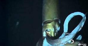 Giant Squid Caught on Tape for First Time for Discovery Channel's 'Monster Squid: The Giant Is Real'