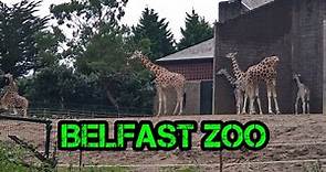 Belfast Zoo lots of Awesome Amazing Animals