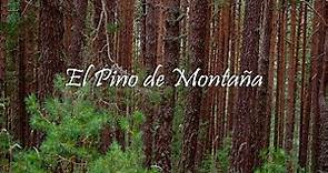 Bosques Ancestrales "Los ultimos Pinos de Montaña del sur"
