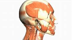 Skull tutorial (1) - Bones of the Calvaria - Anatomy Tutorial PART 1