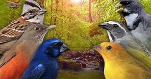 Pássaros Cantando no Amanhecer - Perfeito para Esquentar Seus Pássaros !