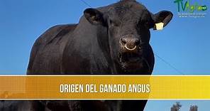 Origen del Ganado Angus - TvAgro por Juan Gonzalo Angel Restrepo