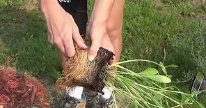 Planting Coreopsis Into The Ground, Where To Plant Coreopsis Flowers
