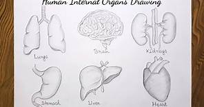 How to draw internal organs of the human body