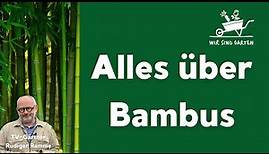 Bambus im Garten - unsere Tipps
