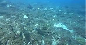 影》綠鬣蜥再進化？小琉球潛水8米深遇牠悠游在大海　學者研判1原因-風傳媒
