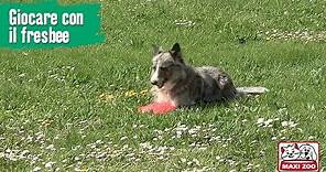 TUTORIAL: Giocare con il frisbee | Maxi Zoo