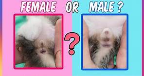 How To Tell A Difference Between Male And Female Kittens❓