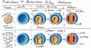 Protostome vs Deuterostome Embryo Development