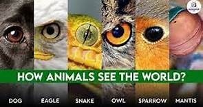 How Do Animals See The World Compared To Humans ?