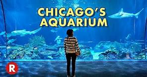 Diving Into Chicago's Shedd Aquarium // One of the World's Largest Aquariums!