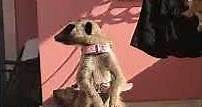 Sury il suricato: sentinella (meerkat pet) abitudini suricato domestico