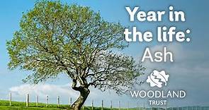 A Year in the Life of an Ash Tree | Woodland Trust