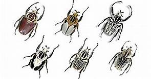 Species of Goliath Beetles | Family:Scarabaeidae, Genus: Goliathus