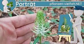 🖼️ Porträt 076 - Ährige Teufelskralle (Phyteuma spicatum) - Wildpflanzen-Steckbrief (Essbar)