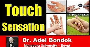 Pathway of Touch Sensation, Dr Adel Bondok