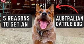 5 Reasons To Get An Australian CATTLE Dog: BEST Dog Breed Ever?