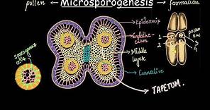 Microsporogenesis process | Sexual reproduction in flowering plants | Biology | Khan Academy
