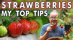 Growing Strawberries in Containers 🍓