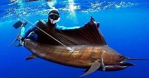 Pesca in apnea - Un grande Pesce Vela nel Blu - Chasse Caza Spearfishing Sail Fish