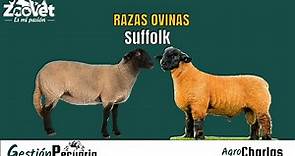 ✅ Raza Ovina Suffolk - Caracteristicas Principales