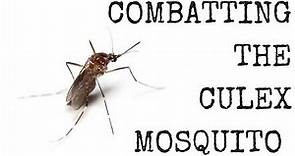 Combatting the Culex Mosquito