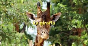 Giraffa, le curiosità: tutto quello che c'è da sapere su questo altissimo animale