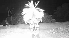 Skunk breaks into ‘dance’ in bizarre spectacle captured on surveillance camera