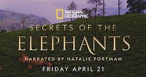 Secrets Of The Elephants | Official Trailer