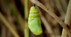 Metamorfosis de mariposa Monarca