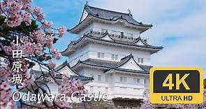 Odawara Castle (Cherry Blossom) - Kanagawa - 小田原城桜