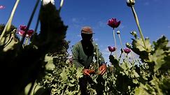 Myanmar overtakes Afghanistan as world’s top opium producer: UN