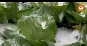 【生活】尖石下雪毀農民心血 10公頃高麗菜遭凍傷