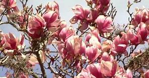 Japanese magnolias can be planted now
