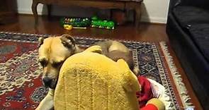 Cane Corso Temperament - Baby with Italian Mastiff