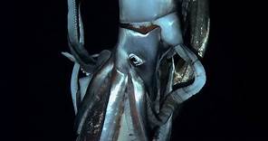 Giant Squid Footage Emerges for First Time