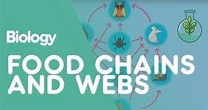 Food Chains & Food Webs | Ecology & Environment | Biology | FuseSchool