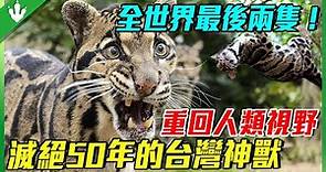 全世界僅剩最後兩隻！滅絕50年的台灣神獸“雲豹”，再次重回人類視野！