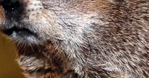 Bill de Blasio speaks out about dropping Staten Island groundhog on 10th anniversary of the scandal