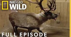 Reindeer Pedicure (Full Episode) | Secrets of the Zoo