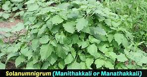 Medicinal Plants | Solanum Nigrum | Manithakkali or Manathakkali