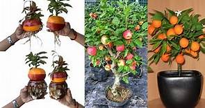 How to grow apples and oranges at the same time