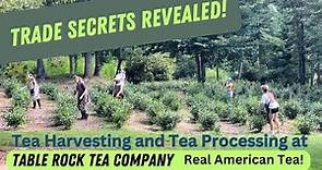 How to Grow and Make Tea! A look at how we harvest and process our Real American Tea