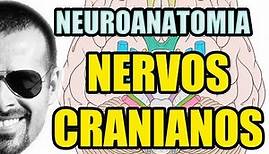 Nervos Cranianos - Sistema Nervoso (Neuroanatomia) - Anatomia Humana - Vídeo Aula 129