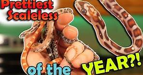 Surprise Morph Rat Snakes Hatching! (2019's Last Snake Hatching Video)