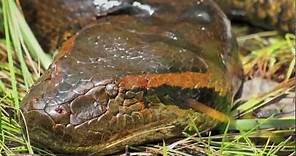 In Search of the Giant Green Anaconda (Eunectes murinus): Video