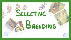 GCSE Biology - Selective Breeding #77