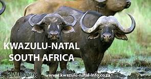 Kwazulu Natal - South Africa