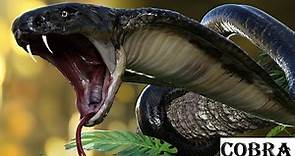 Unlocking the Secrets of Cobras | Animal histrology
